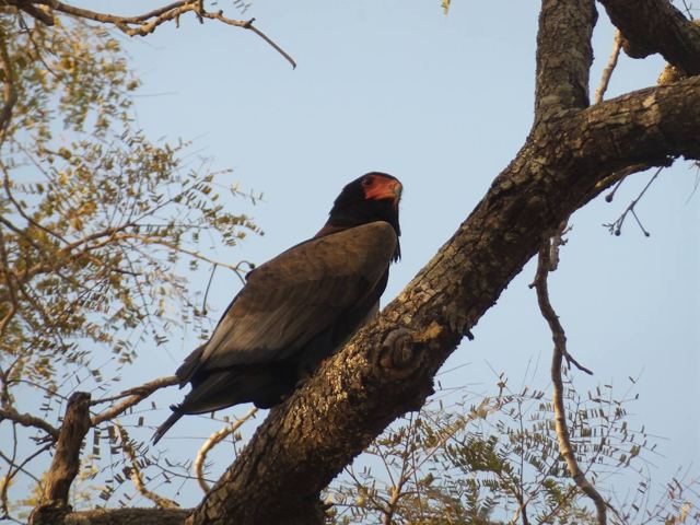 Bird, Mole National Park