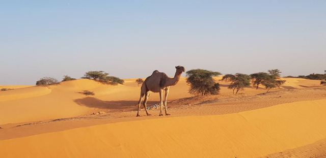 Camel, Mauritania
