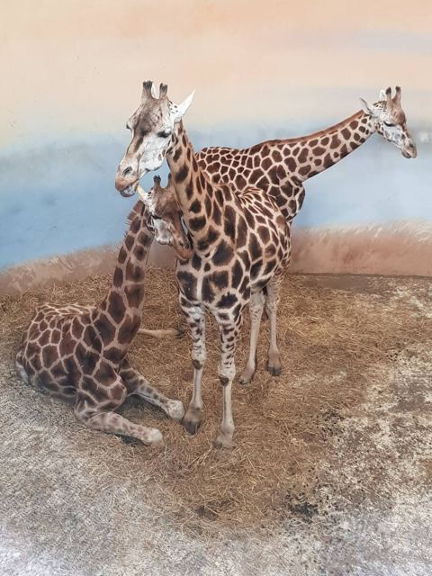 Prague Zoo, Czech Republic