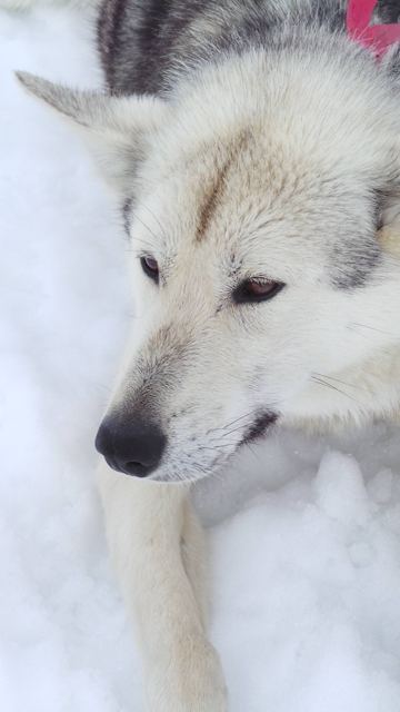 Husky Mushing, Juneau, Alaska, USA