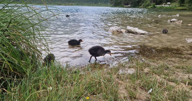 Two dark water birds wading in the clear shallows of a lake beside long grass.