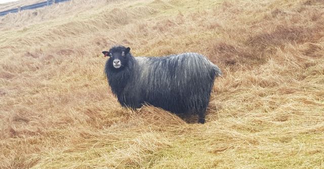 A dark woolly sheep standing on a slope of golden dry grass.