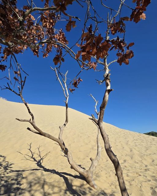 Bare twisted tree branches in front of a steep golden sand dune and blue sky.