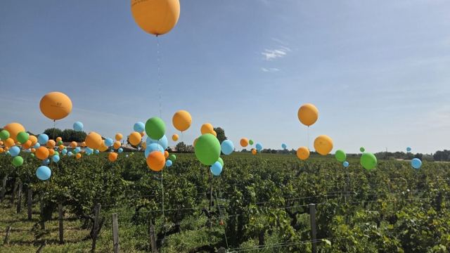Orange, green and blue balloons floating above green rows of vines under a blue sky.