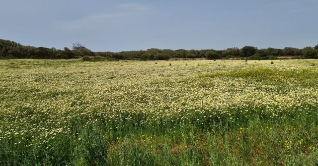 A green meadow dotted with small white and yellow wildflowers under a cloudy sky.