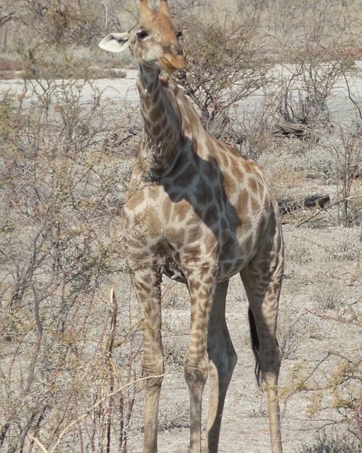 A young giraffe standing on pale ground among dry bushes.