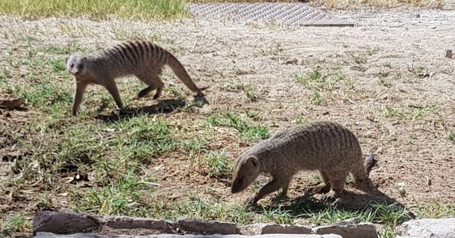 Two banded mongooses foraging on short grass.