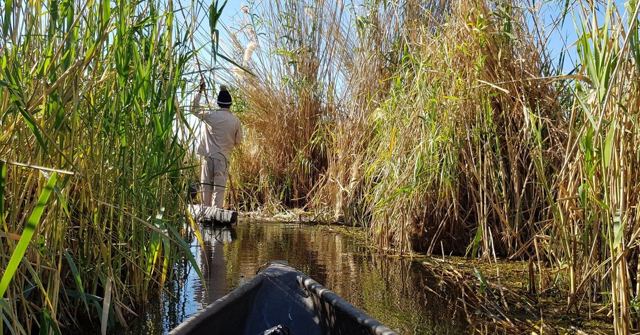 The bow of a mokoro canoe heading into tall green reeds with a poler ahead.