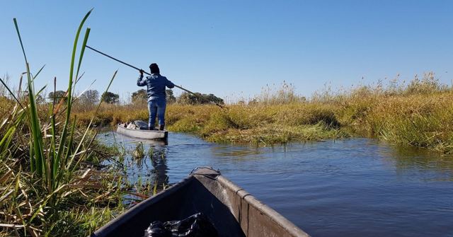 A man poling a mokoro canoe along a blue channel through reeds, another canoe's bow in front.