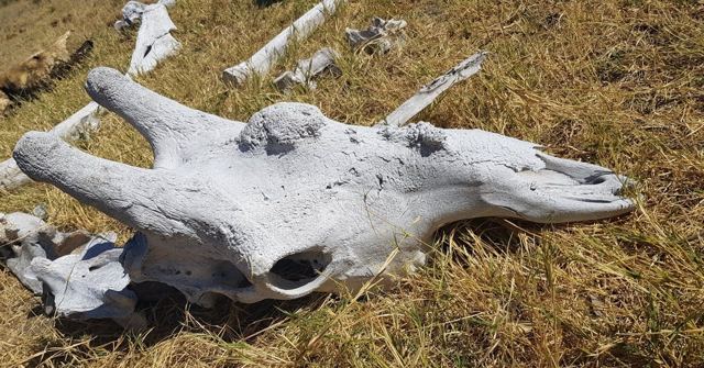 A large sun-bleached animal skull and bones lying in dry grass.