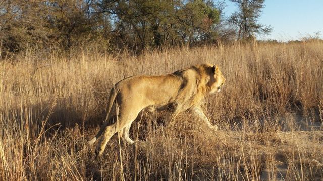 A young lion walking through tall golden grass.