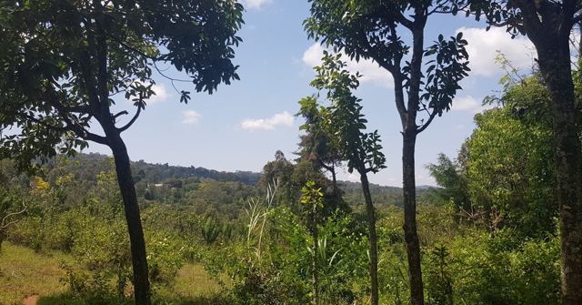Green forested hills seen between tall trees under a cloudy sky.
