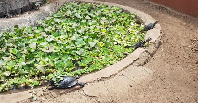 Two turtles resting at the edge of a round pond covered in green water plants.
