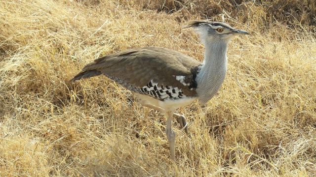 A large grey-brown kori bustard walking through dry grass.