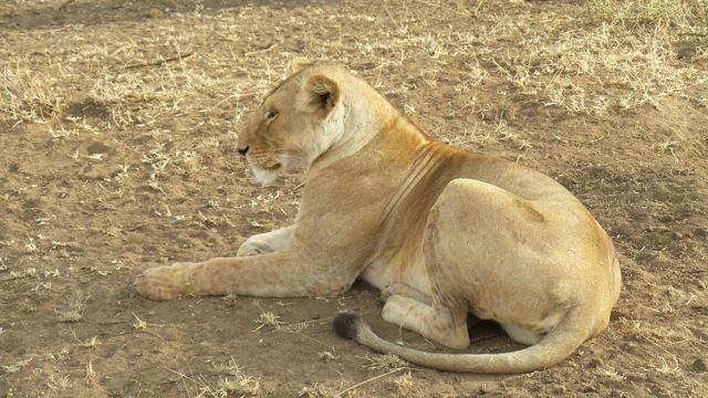 A lioness lying on dry ground with her tail curled.