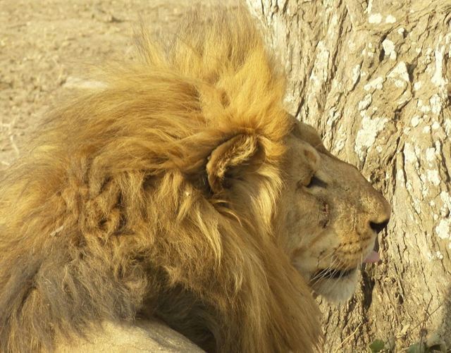 Close-up of a male lion's head and golden mane against a tree trunk.