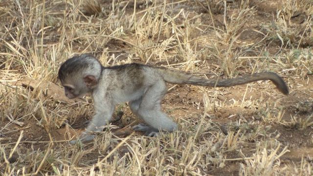 A tiny baby vervet monkey walking through dry grass.