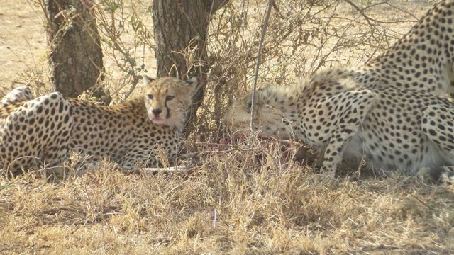 Cheetahs feeding on a kill in the shade under a tree.