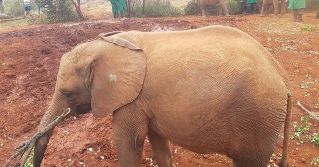 A young elephant covered in red dust standing on red earth.