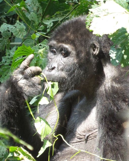 A mountain gorilla chewing leaves in thick green foliage.
