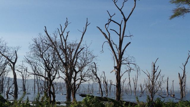 Bare dead trees standing in a lake under a blue sky.