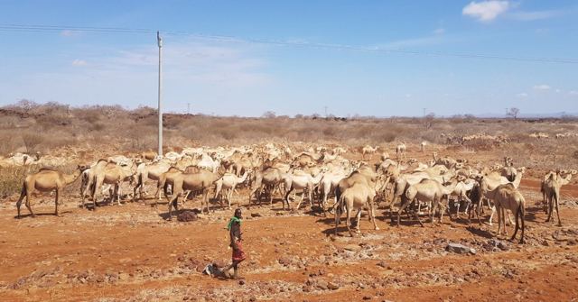 A large herd of camels on dry red ground.