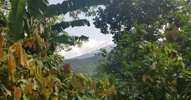 Cocoa pods hanging on a tree among jungle leaves, with green hills in the distance.