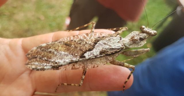 A mottled grey-brown camouflaged insect resting on a person's fingers.