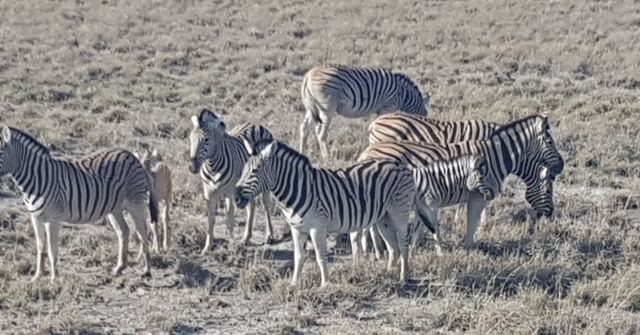 A small herd of zebras standing close together on dry grassland.