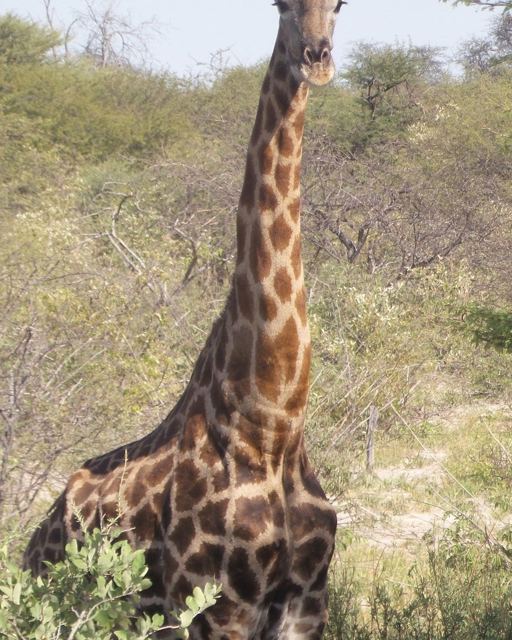 A tall giraffe standing among green bushes looking at the camera.