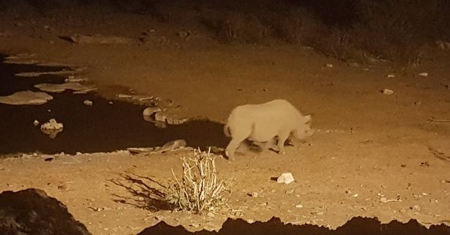 A rhino drinking at a floodlit waterhole at night.
