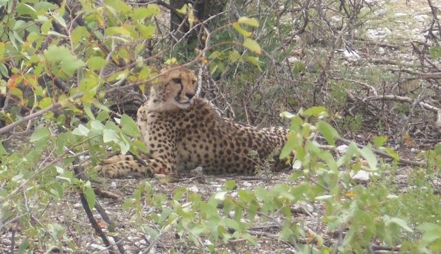 A cheetah lying in the shade among green bushes.