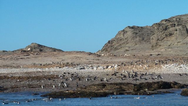 A rocky island covered in small black and white penguins in front of a hill.