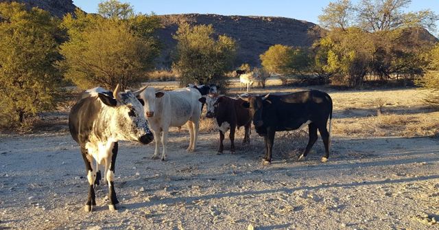 A group of cows standing on dry ground with rocky hills and trees behind.