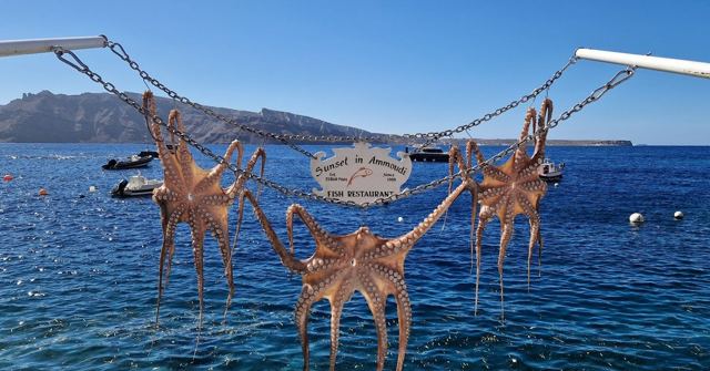 Several octopuses hanging to dry on a line over blue sea, with cliffs in the distance.