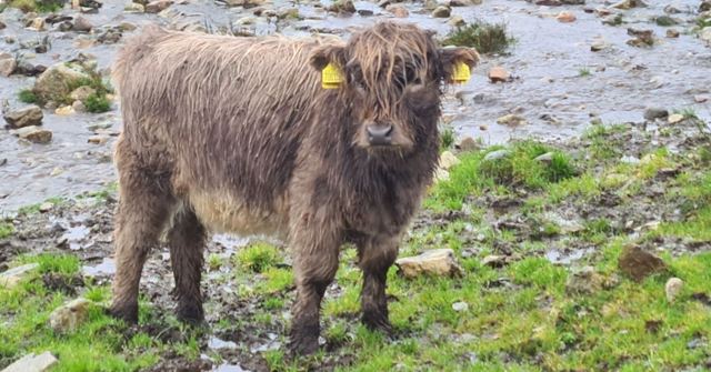A shaggy young Highland cow with an ear tag standing on rocky, grassy ground.