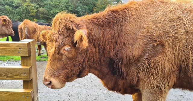 A close-up of a shaggy ginger Highland cow, with more cattle and a wooden fence behind.