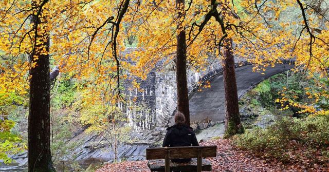 A person on a wooden bench facing a stone bridge, beneath trees with golden autumn leaves.