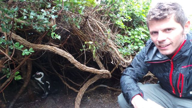 A man crouching beside bushes where African penguins are nesting.