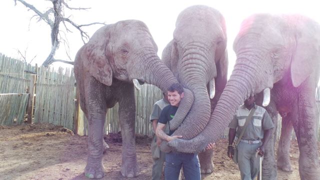 A man standing between three elephants with their trunks reaching around him.