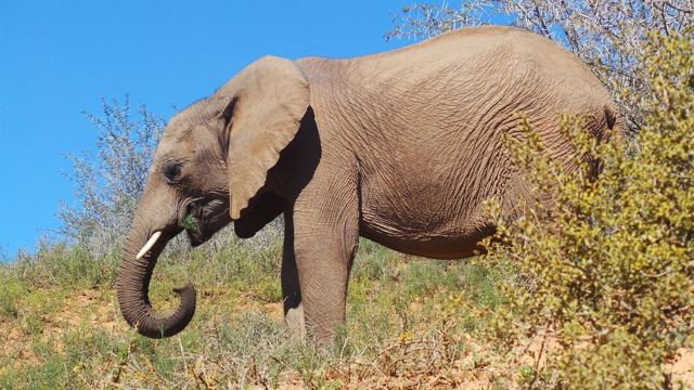Addo Elephant National Park, South Africa