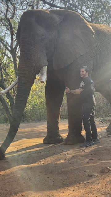 A man standing next to a large elephant in the bush.