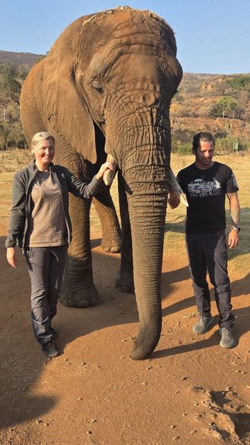A man and a woman standing either side of an elephant in the bush.