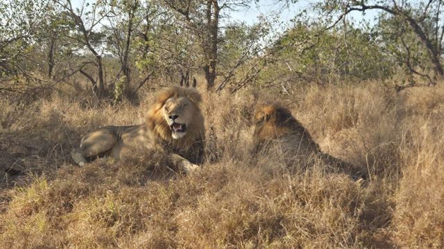 Two male lions lying in long dry grass among bushveld trees.
