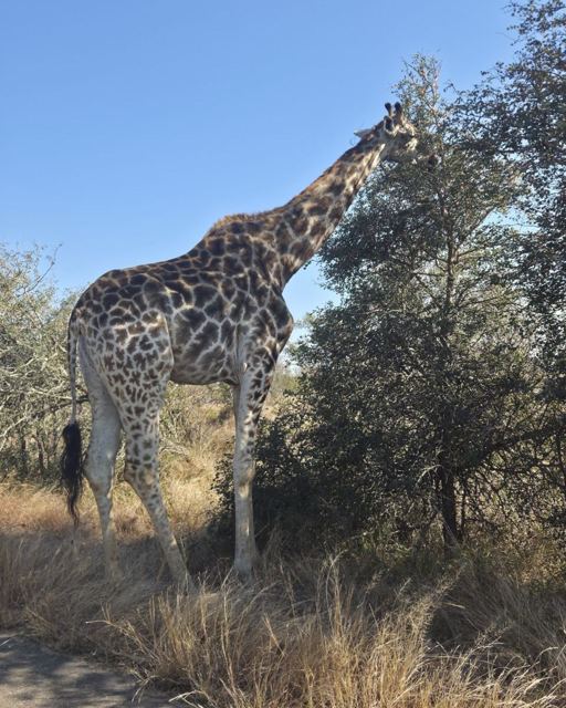 A tall giraffe browsing on a leafy tree beside a road in the bush.