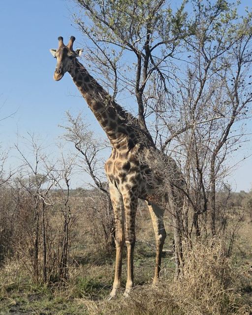 A giraffe standing tall among bare bushveld trees under a clear blue sky.