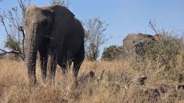 An African elephant walking through dry grass and bushes with another elephant behind.
