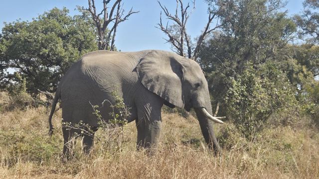 An African elephant with tusks grazing in dry grass among green bushes.
