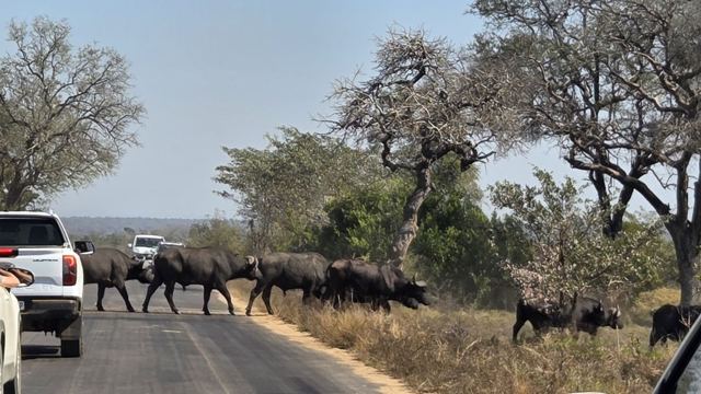 A herd of buffalo crossing a tarmac road in the bush while vehicles wait.