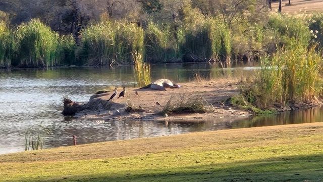 A river with a sandbank where animals rest, reeds behind and a green lawn in the foreground.